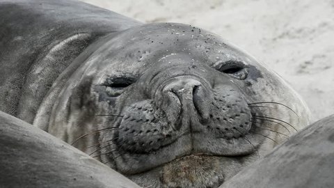 Southern Elephant Seal is resting