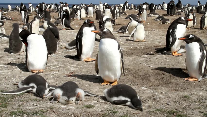 Gentoo penguin colony on Falkland Island