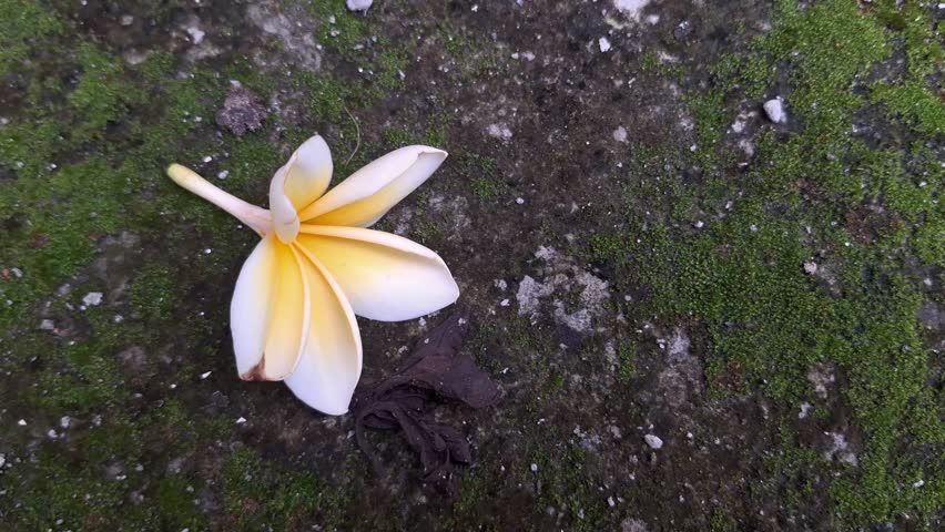 Frangipani flower. This flower usually grows in clusters with a very distinctive floral fragrance. In Indonesia, the place where we will find this flower is in a cemetery area or a sacred place