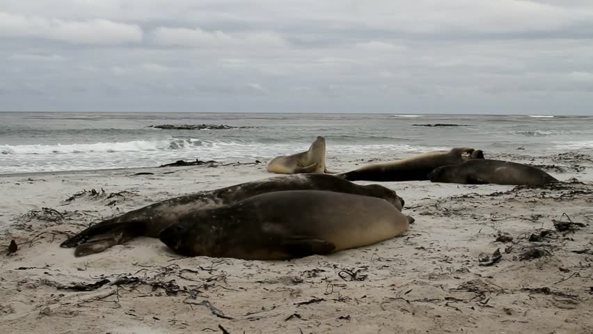 Southern Elephant seal sleeping on the beach