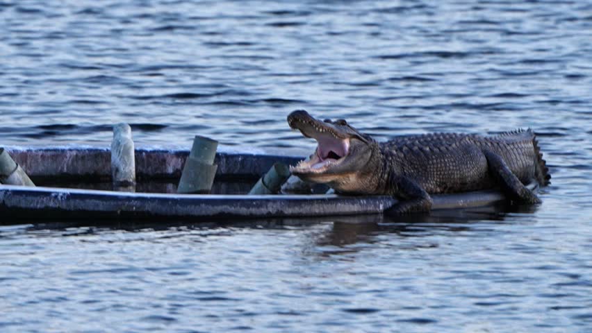 Alligator sitting on a water fountain base in Florida yawns