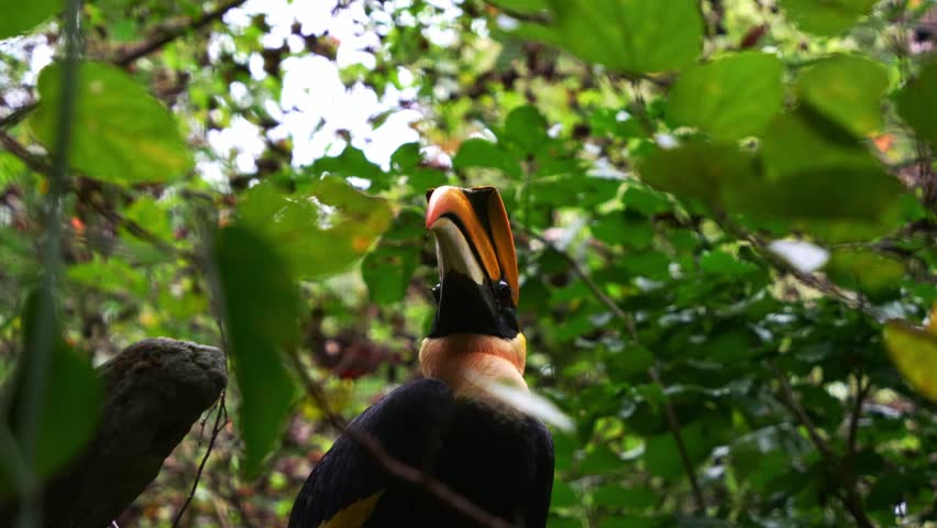A Great Hornbill (Buceros bicornis) with its distinctive bright yellow bill and black casque, perches on a tree branch in its natural habitat, spread its wings and fly away, close up shot.