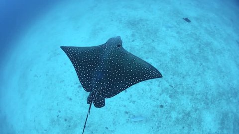 Spotted eagle rays cruise over a sandy bottom near Cocos Island, Costa Rica.