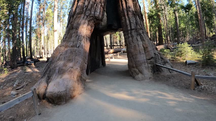 Passing through the giant sequoia tree in Sequoia National Park