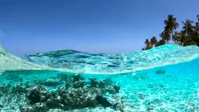Underwater scene in the Maldives showcases coral formations with various fish. Sunlight filters through clear water, illuminating the vibrant marine life. - Powered by Shutterstock - Get 15% off with code: PIKWIZARD15