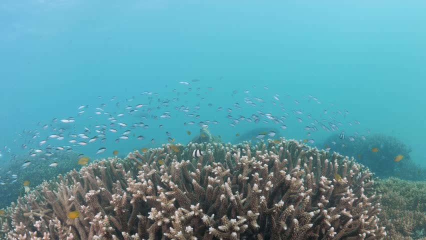 A Green Sea Turtle rest peacefully on top of a coral reef structure surrounded by colourful fish. Underwater view