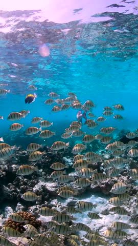 Schools of convict surgeonfish - acanthurus triostegus swim gracefully above a coral reef in the clear waters of the Maldives.