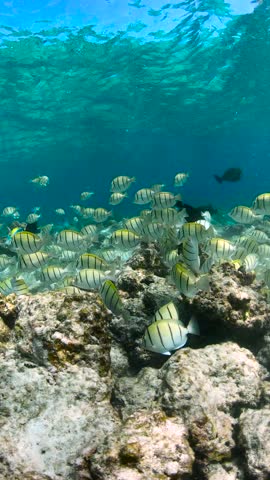 Convict surgeonfish - acanthurus triostegus swim gracefully above a coral reef in the clear waters of the Maldives.