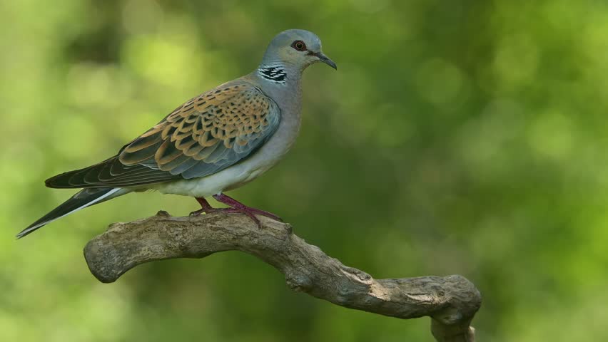 Bird European turtle dove perched on a branch against green background.