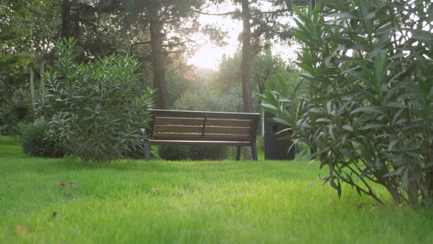 Park bench in rays of sunrise sun in lush green spaces.
