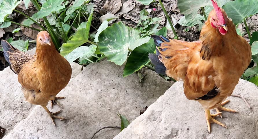 Couple of chicken hen and cock colour brown close up view standing on rock stair next to plants