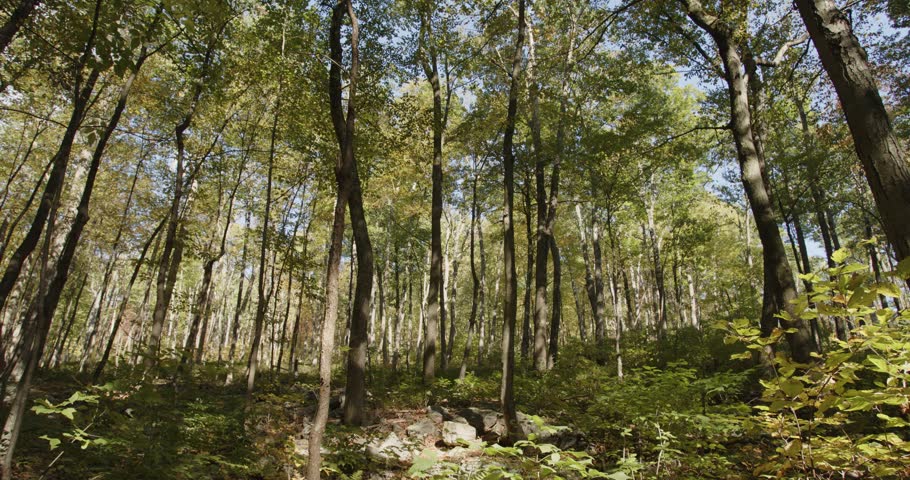 Static shot of a wooded forest area in Pennsylvania. Great for backplates, travel, nature, or establishing shots. For projects requiring longer clips in higher resolution, visit StockPlates.