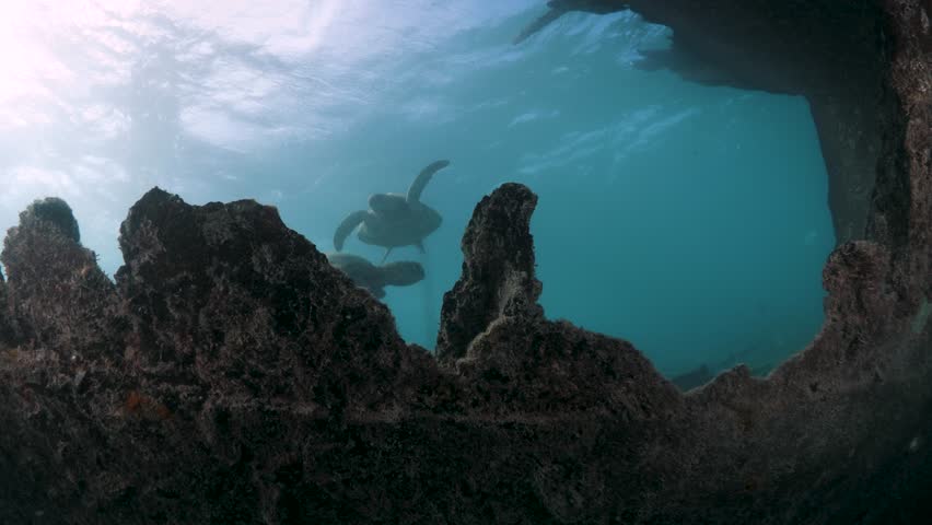A underwater view through a shipwreck of two Green Sea Turtles swimming together in the blue ocean waters.