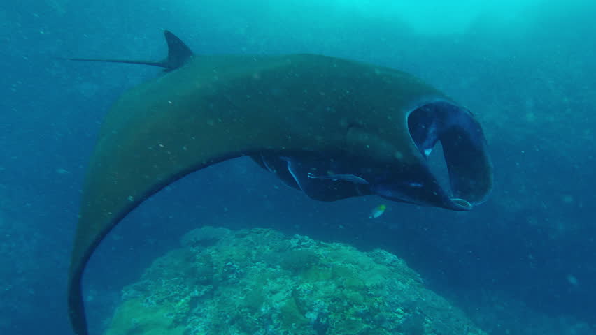 The giant oceanic manta ray, giant manta ray or oceanic manta ray, Mobula birostris swims in the ocean