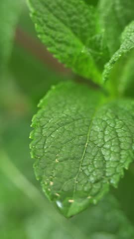 Green fresh mint leaves with water drops rotate in circle. Herb for seasoning dishes and making cocktails. Phytotherapy healing herbs. Vertical shot