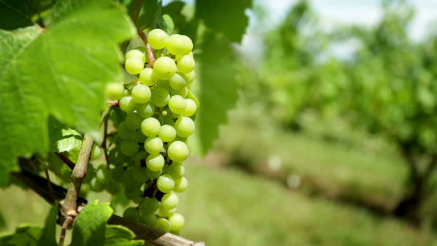 Camera move reveals white grapes growing in a vineyard in summer.