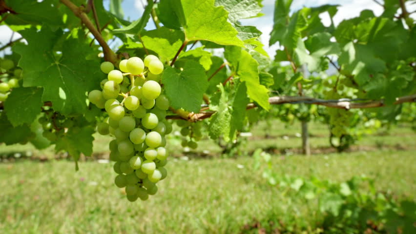 Camera move across white grapes growing in a vineyard in summer.