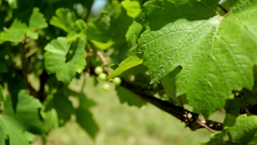 White grapes growing in a vineyard in summer. Dolly shot.