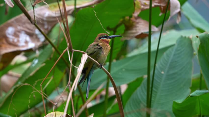 A vibrant Blue-tailed Bee-eater (Merops philippinus) perches on a long stem, meticulously preening and grooming with its sharp beak, fluffing its feathers and surveys its surroundings, close up shot.