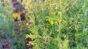 close up of masoor lentil plant, also known as Lens culinaris, is a legume that is an annual plant grown for its edible seeds. The plant is self-fertile.
It can fix Nitrogen. - Powered by Shutterstock - Get 15% off with code: PIKWIZARD15