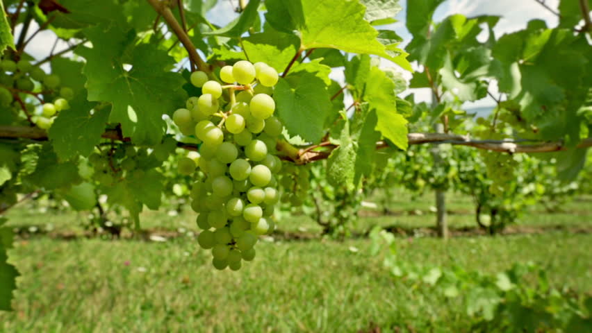Camera move towards white grapes growing in a vineyard in summer.