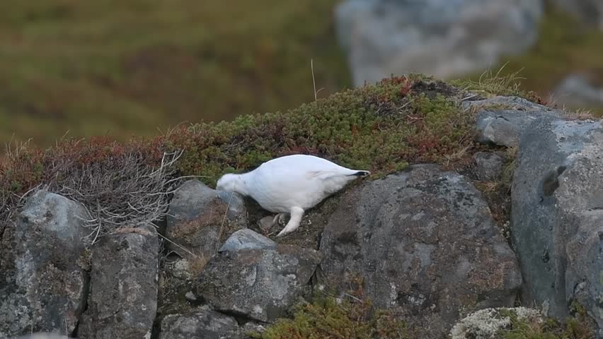 Wild Rock Ptarmigan Foraging in Harsh Alpine Landscape