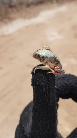 Monkey frog (Pithecopus gonzagai) camouflaged on a black glove in a dry environment