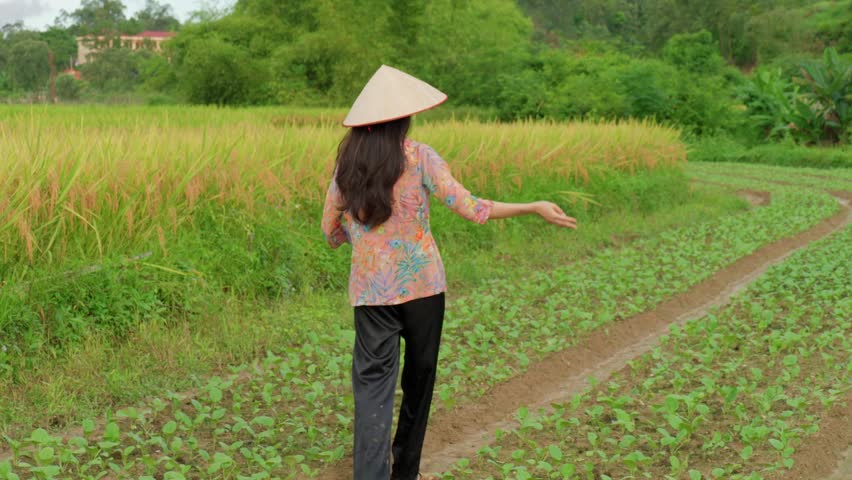 Woman in traditional conical hat walks through lush green field, gracefully scattering seeds along the neat rows of crops. She wears floral blouse and black pants, blending with the serene landscape.