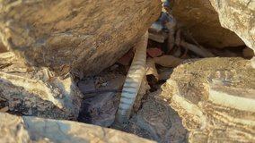 closeup of snake skin shedded in natural environment - Powered by Shutterstock - Get 15% off with code: PIKWIZARD15
