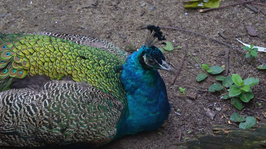 A male Indian Peafowl (Pavo cristatus) roosting on the ground, close up shot.