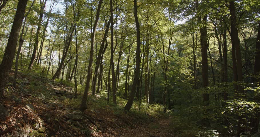 Static shot of a wooded forest area in Pennsylvania. Great for backplates, travel, nature, or establishing shots. For projects requiring longer clips in higher resolution, visit StockPlates.