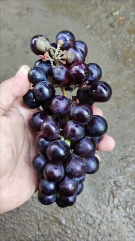 Black grapes (Vitis vinifera) in the hand look fresh and healthy.