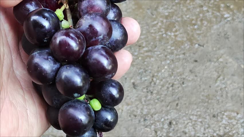 Black grapes (Vitis vinifera) in the hand look fresh and healthy.