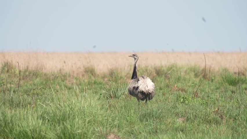 Greater rhea bends head down to graze in vast windy field, rearview static telephoto slow motion