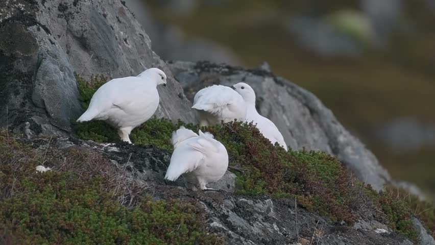 Wild Ptarmigans Nestled in Cold Tundra Amidst Grass and Rocks