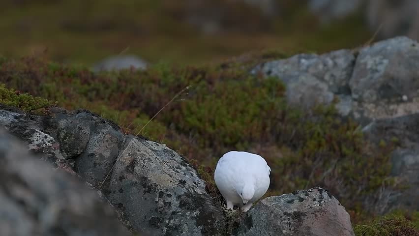 Rock Ptarmigan Searching for Food in a Remote Alpine Region