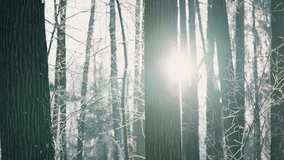Sunlight streaming through snow-blanketed trees, casting soft luminance across frosty woodland landscape with serene winter stillness and gentle sun rays filtering through bare branches - Powered by Shutterstock - Get 15% off with code: PIKWIZARD15