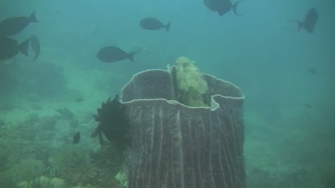 Brownspotted grouper, Epinephelus chlorostigma on a coral reef in the Philippine