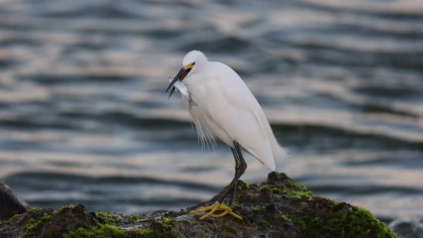 A snowy egret eating a fish