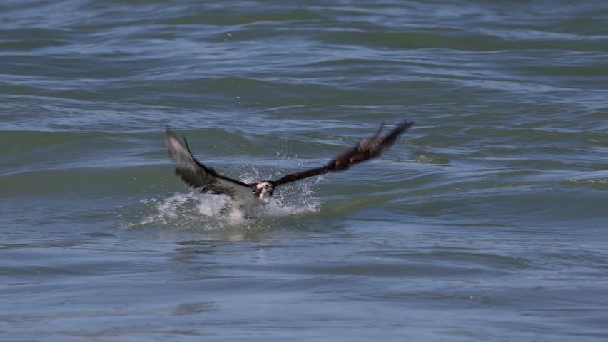 Osprey fishing in the ocean