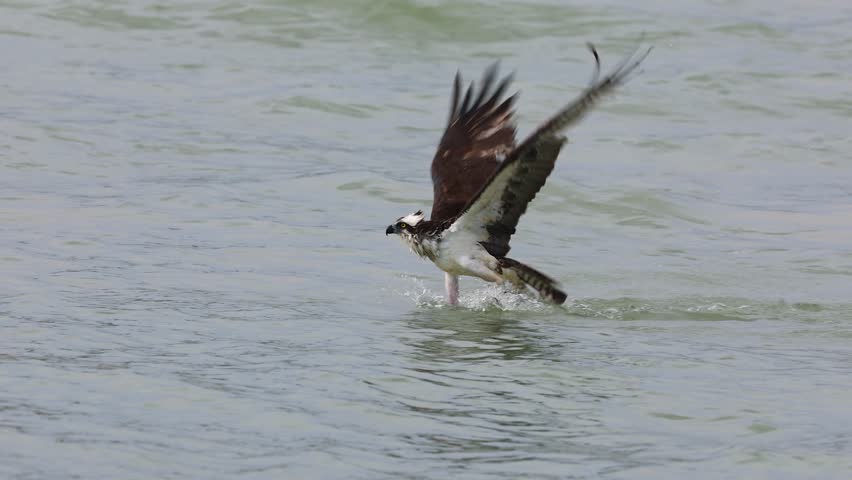 Osprey fishing in the ocean