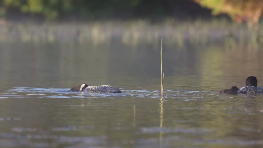 Common loon with babies on a lake
