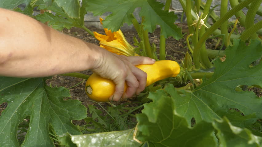 CLOSE UP: Gardener reaches through dense green foliage to harvest a big ripe yellow zucchini from a flourishing plant. Picking up fresh and organic homegrown vegetables in a thriving vegetable garden.
