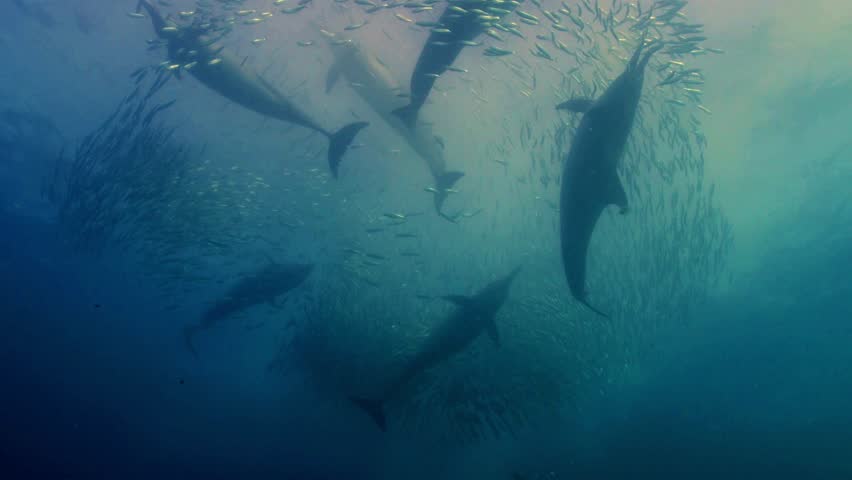 Stunning underwater footage capturing a pod of common dolphins in a feeding frenzy as they hunt sardines. This dynamic and high-quality stock footage showcases the speed, agility, and teamwork.