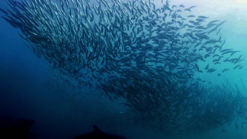 Stunning underwater footage capturing a pod of common dolphins in a feeding frenzy as they hunt sardines. This dynamic and high-quality stock footage showcases the speed, agility, and teamwork.