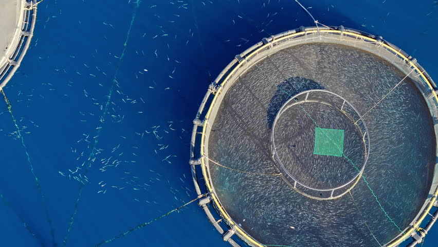 Aquaculture fish farming with swimming fish in cage. industry produce a sustainable animal protein