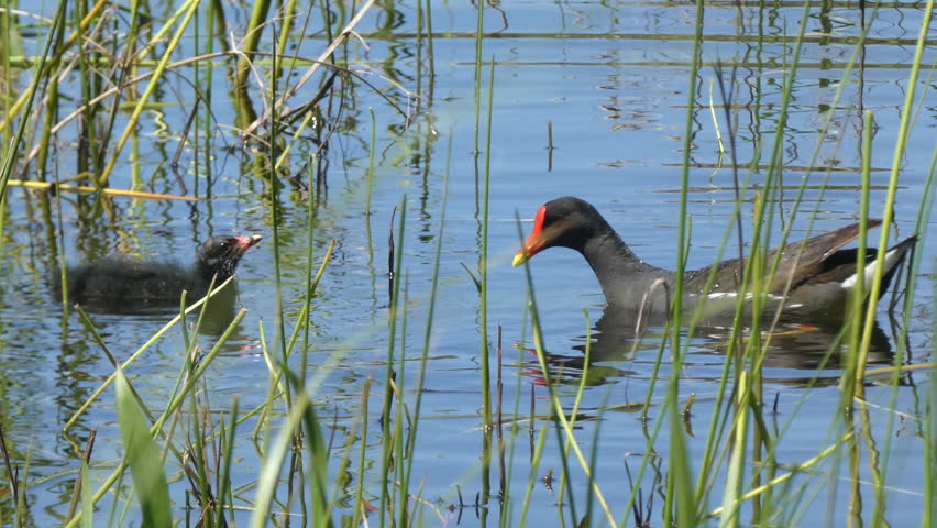 Moorhen Water Fowl Marsh Bird Feeding Youngling in the Pond