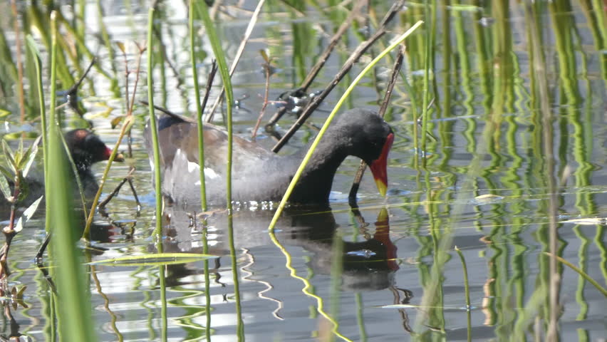 Moorhen Water Fowl Marsh Bird Diving and Feeding Youngling in the Pond