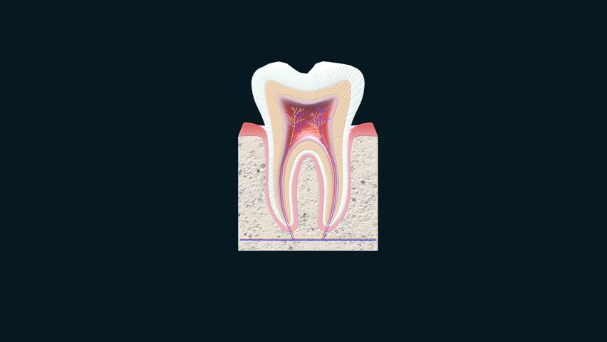 Human tooth Dental healthy Medical Illustration 3D Animation Human Anatomy