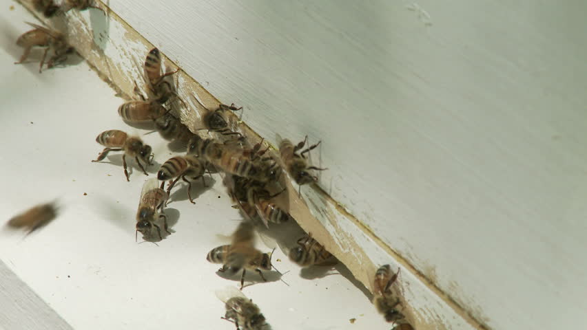 Honey bees entering and leaving a wooden hive.